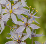 Atlantic camas